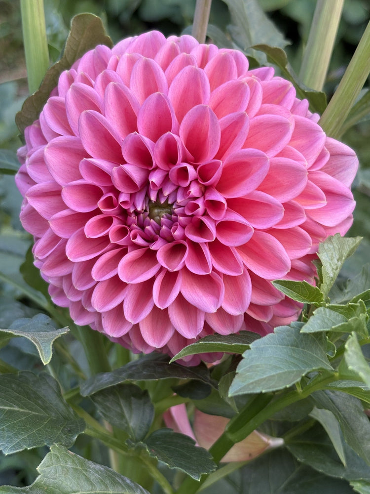 RM Illusion dahlia