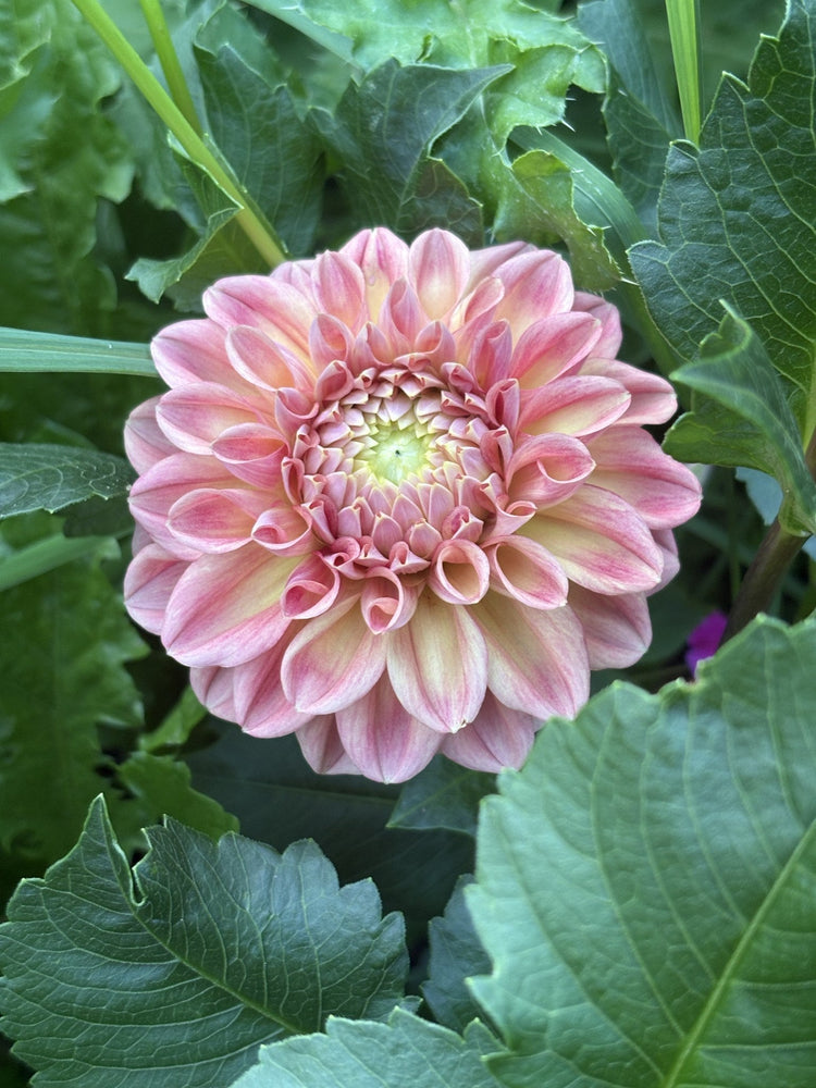 RM James dahlia
