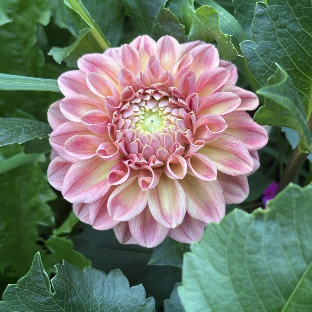 RM James dahlia