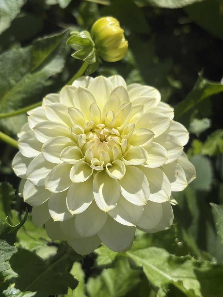 RM Lemon Ice dahlia
