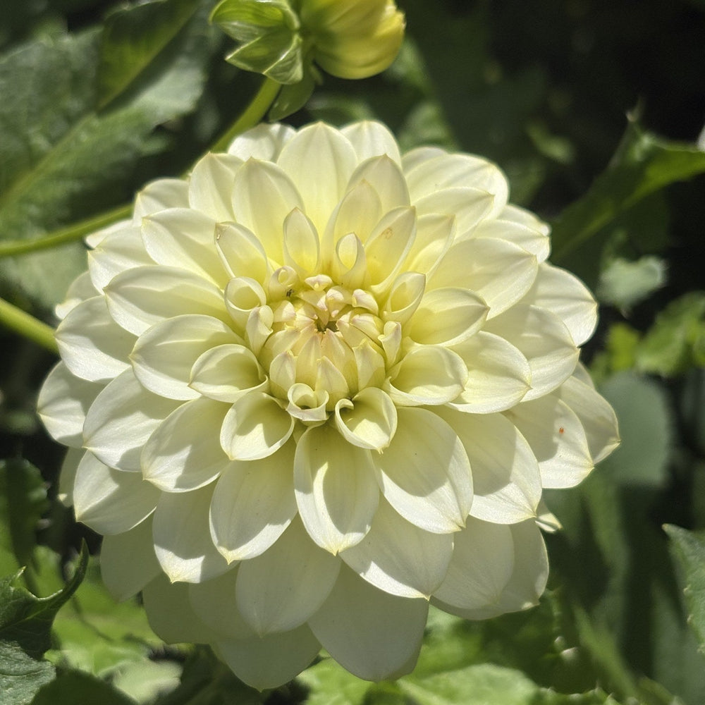 RM Lemon Ice dahlia