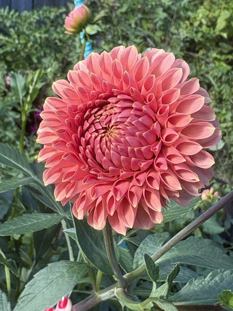 RM Lure dahlia
