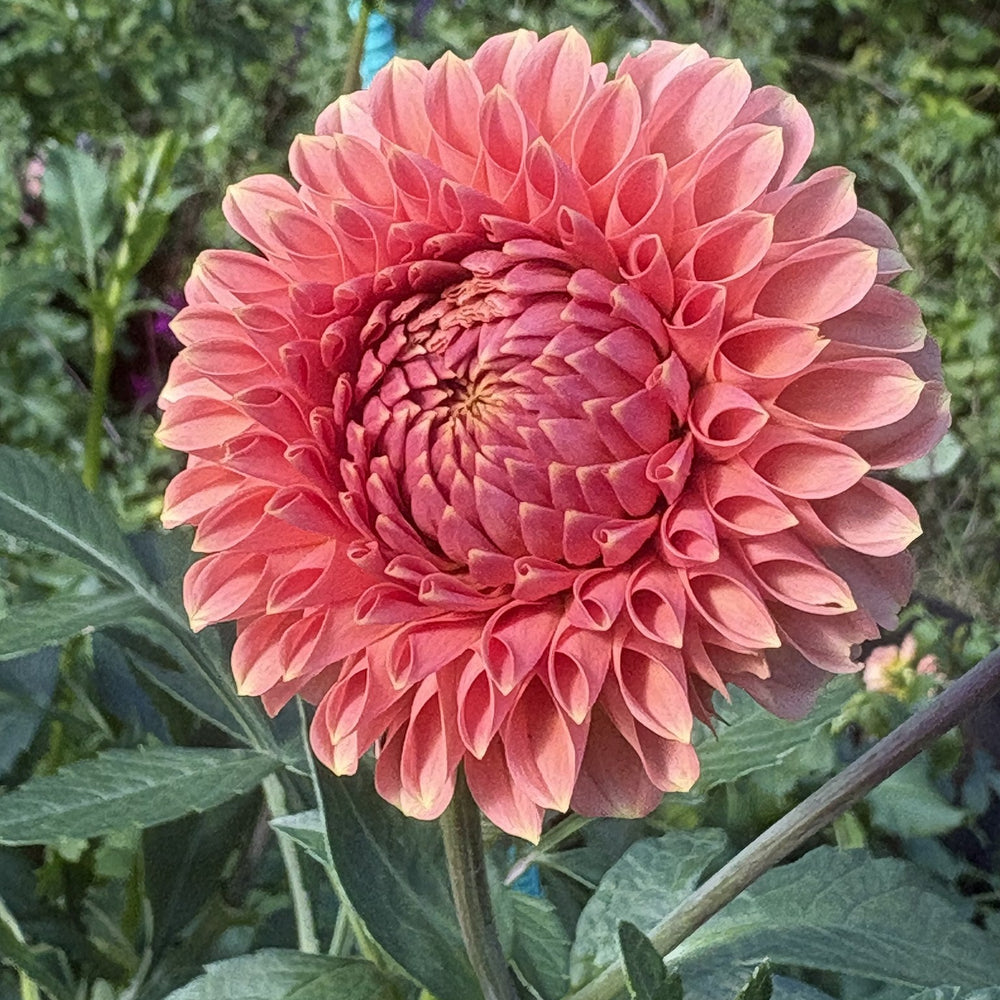 RM Lure dahlia
