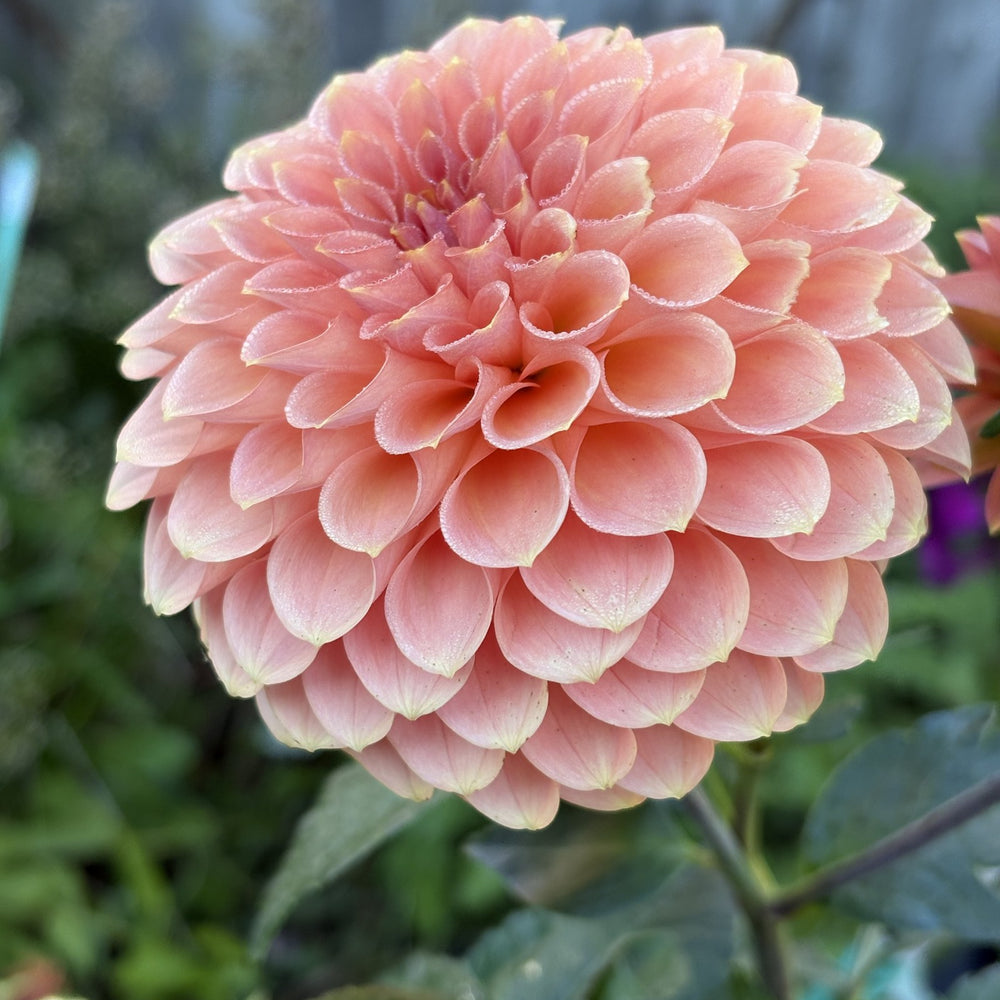 RM Lure dahlia grown by Petrolia Bloom Co. in Petrolia, Ontario