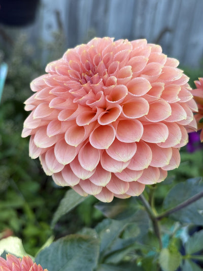 RM Lure dahlia grown by Petrolia Bloom Co. in Petrolia, Ontario