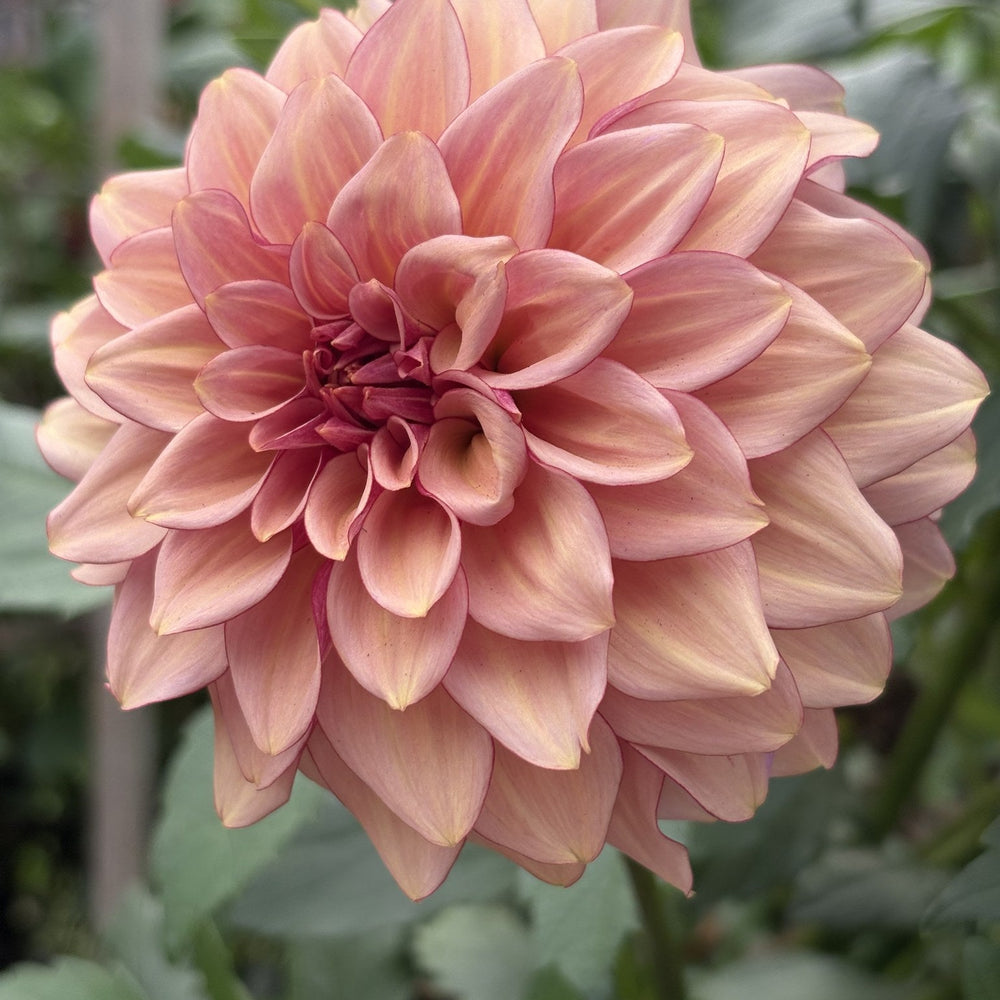 RM Mirage dahlia