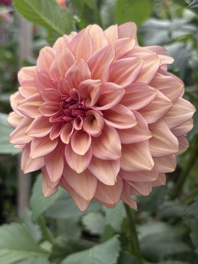RM Mirage dahlia