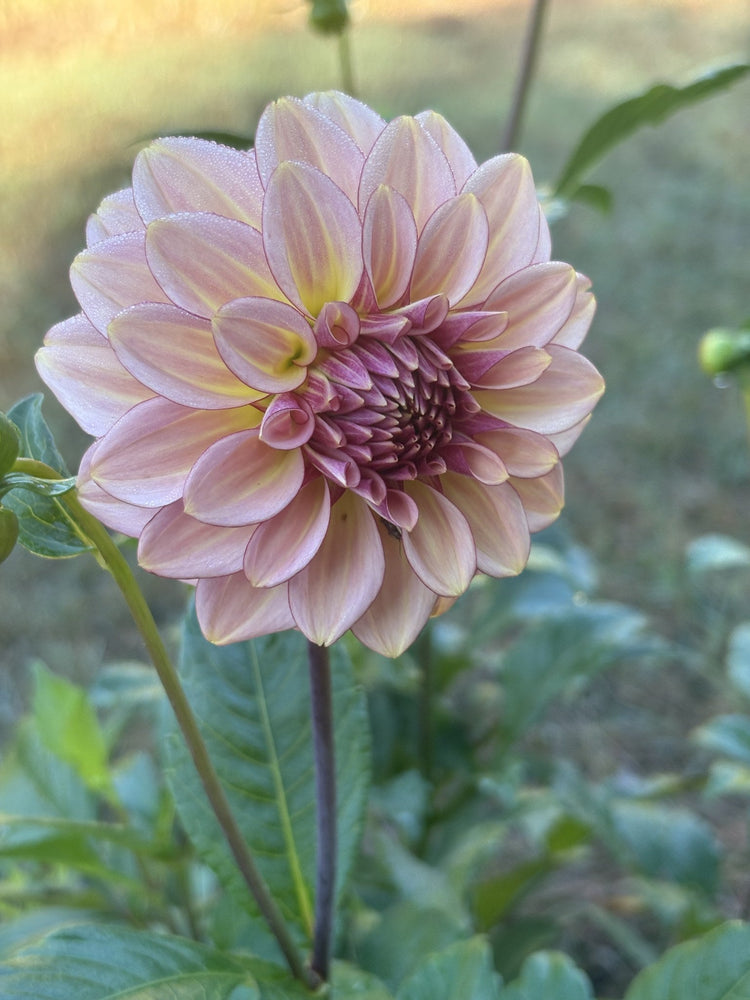 RM Mirage dahlia
