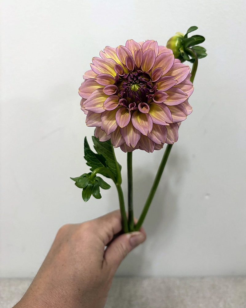 RM Mirage dahlia