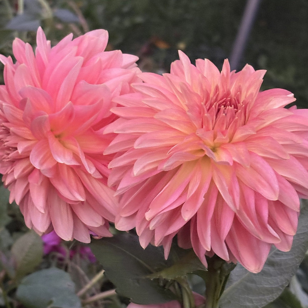 RM Peach Flair