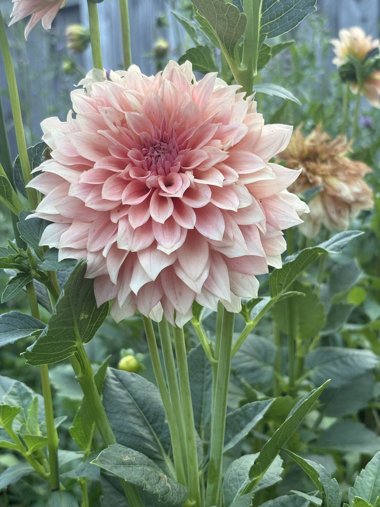 RM Peachy Pink dahlia