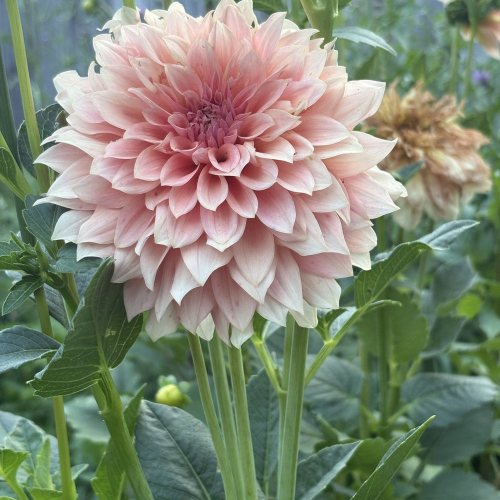 RM Peachy Pink dahlia