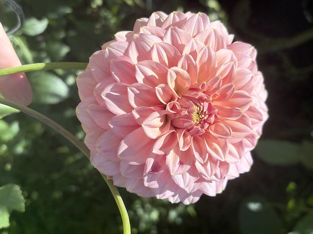 RM Pixie Dust dahlia