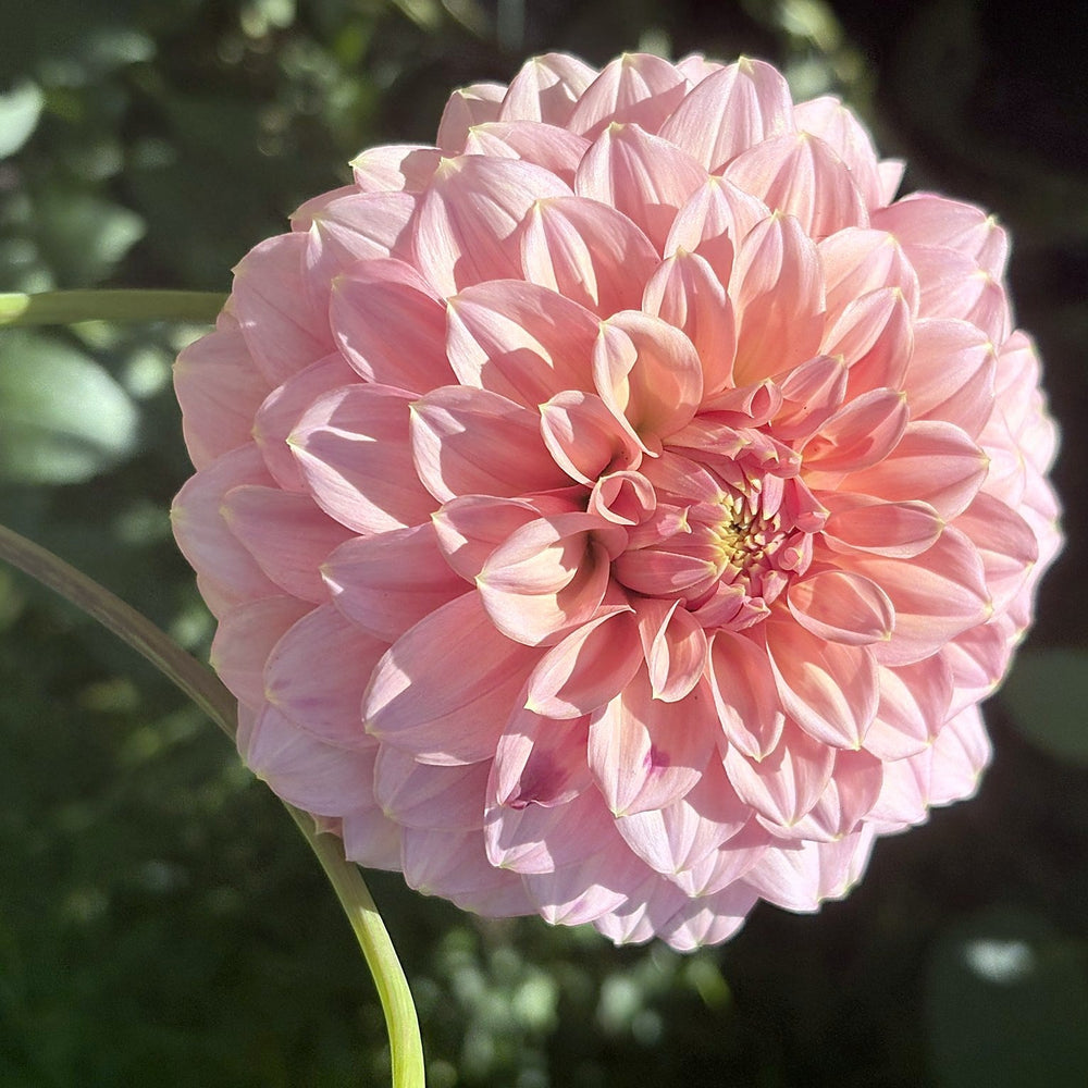 RM Pixie Dust dahlia