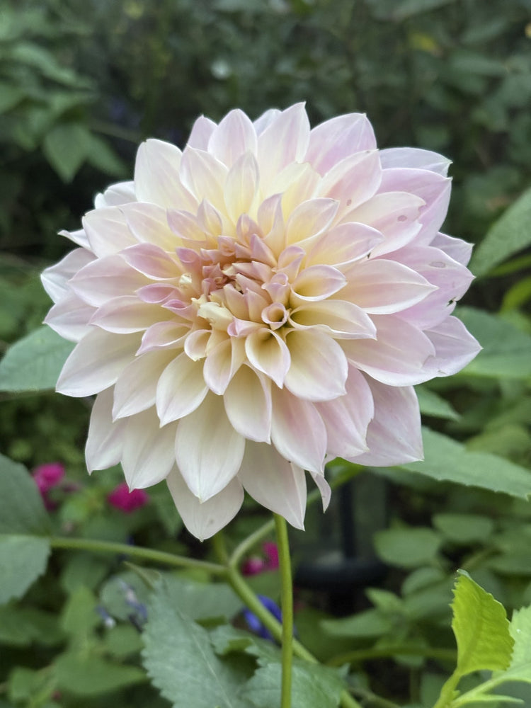 RM Rainer dahlia grown by Petrolia Bloom Co. in Petrolia, Ontario