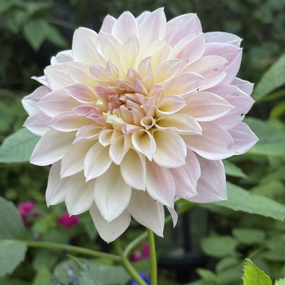 RM Rainer dahlia grown by Petrolia Bloom Co. in Petrolia, Ontario