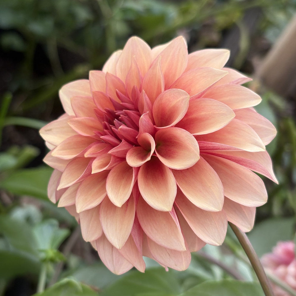 RM Rose Gold dahlia
