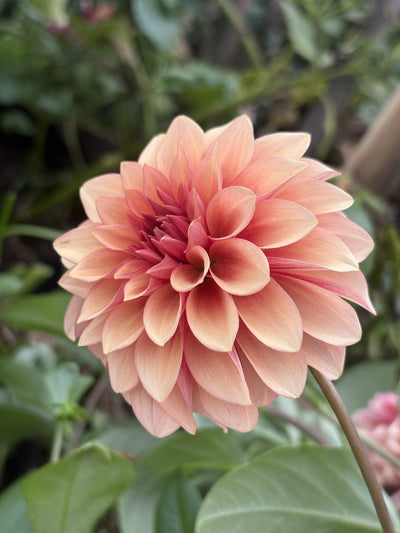 RM Rose Gold dahlia
