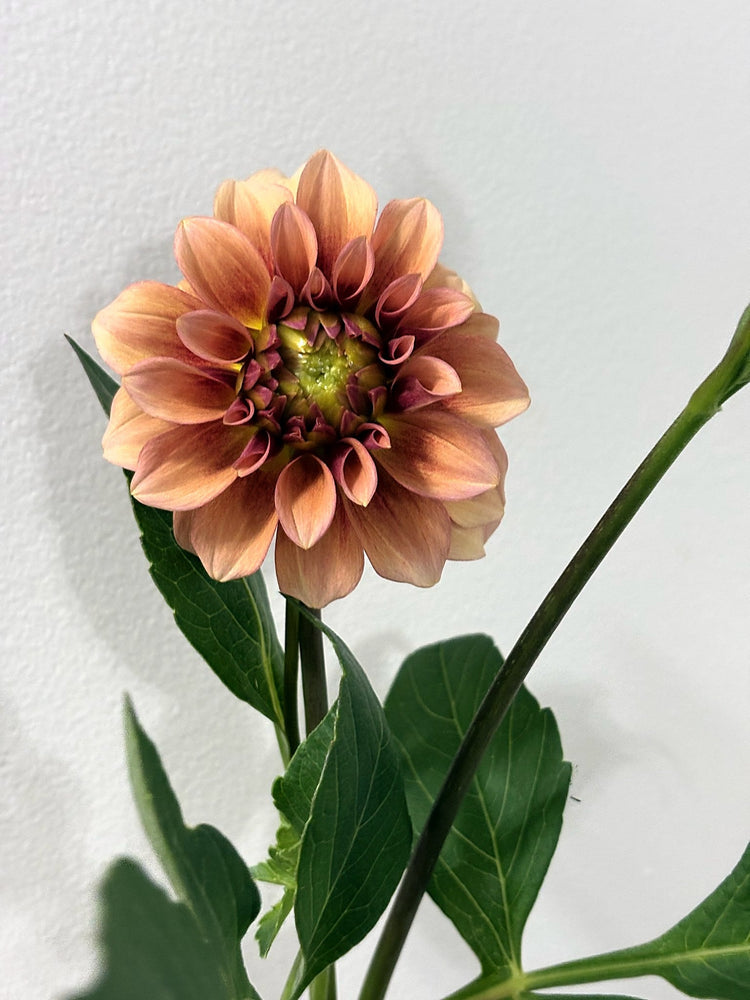 RM Rose Gold dahlia
