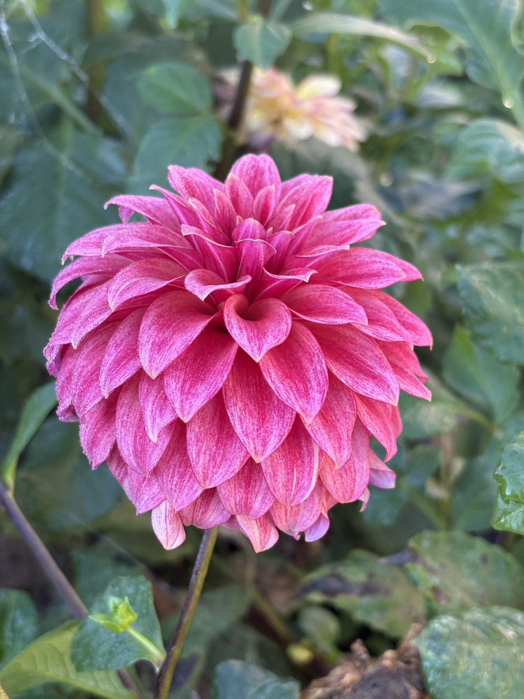 RM Smoke Show dahlia