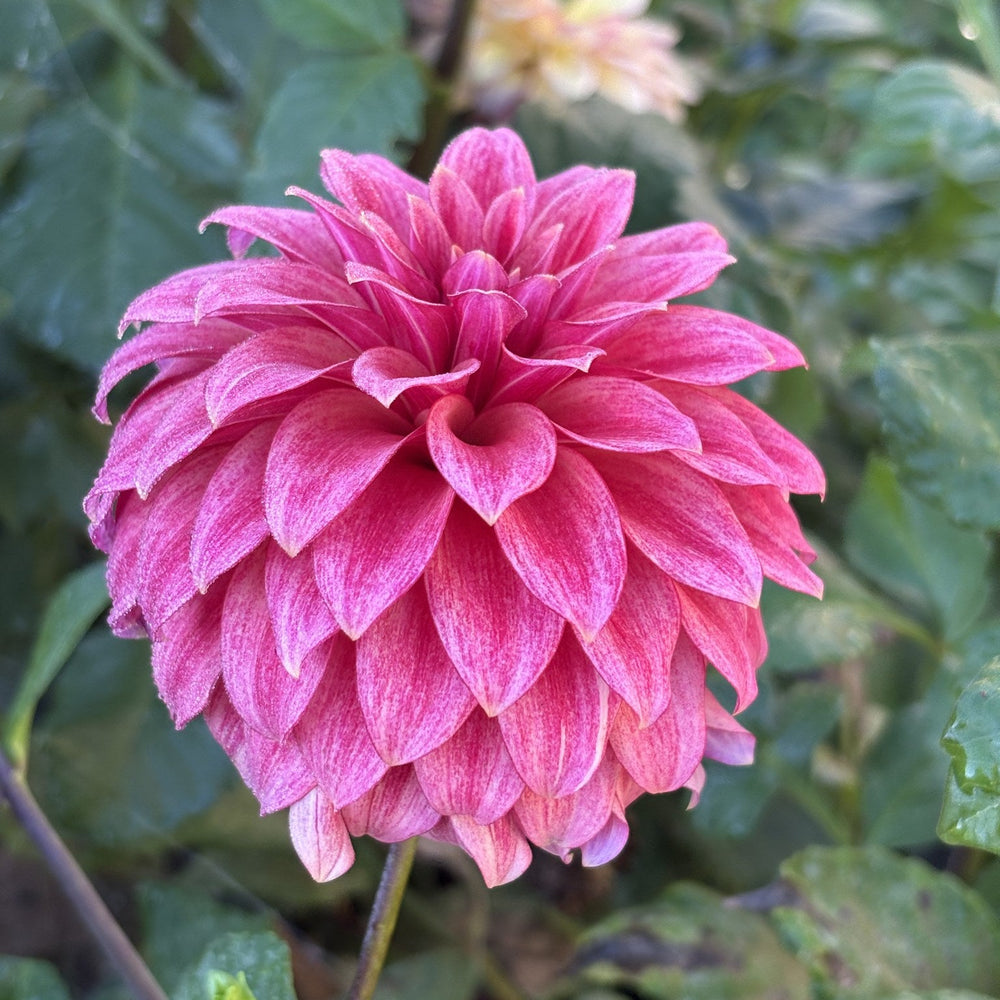 RM Smoke Show dahlia