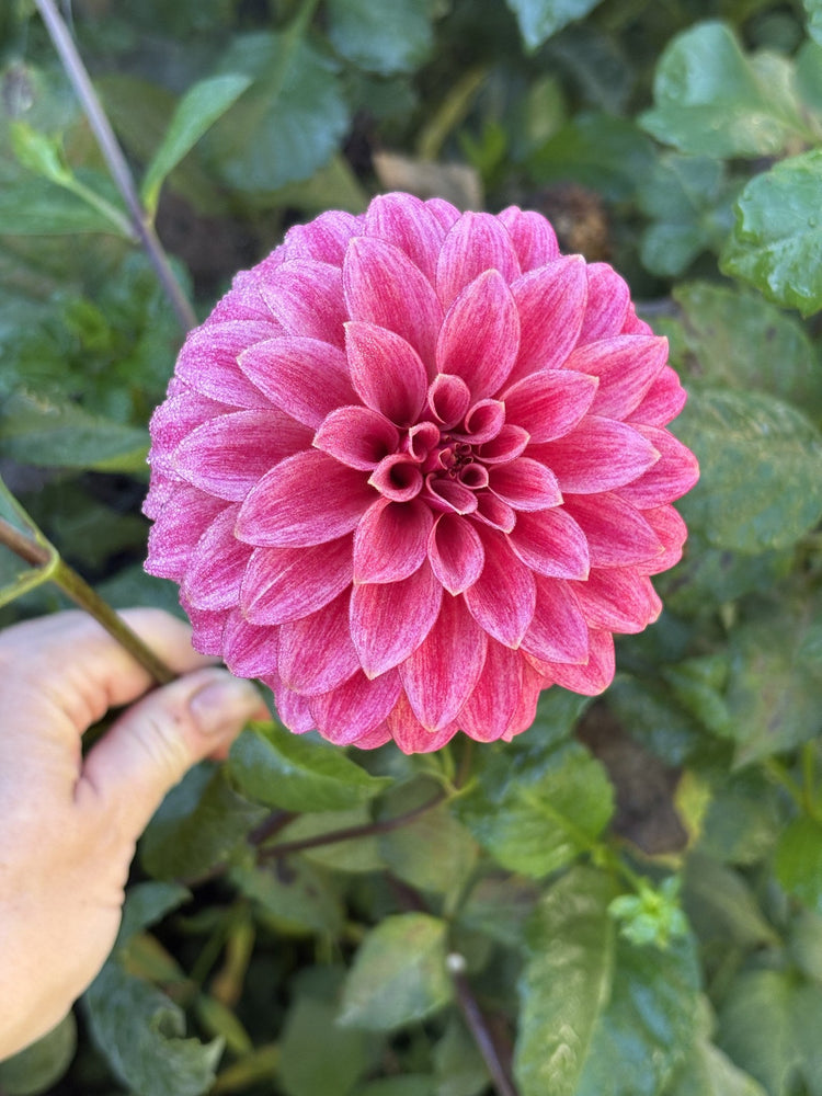 RM Smoke Show dahlia
