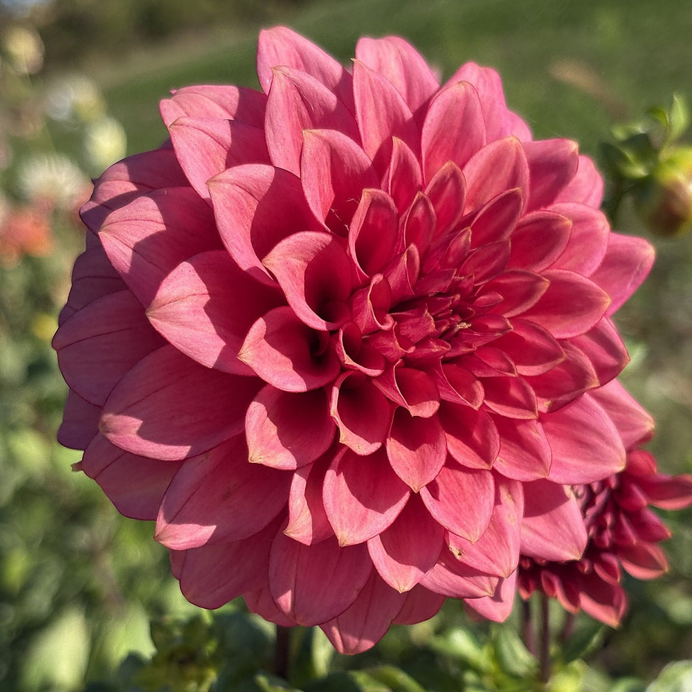RM Smoke Show dahlia