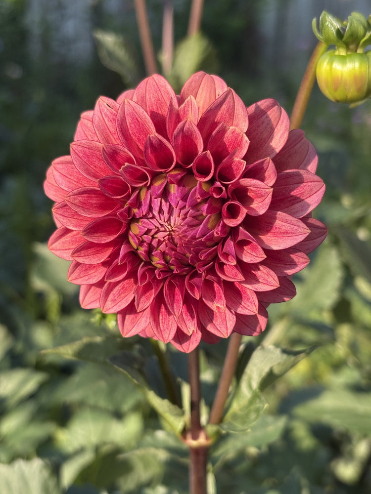 RM Smoke Show dahlia