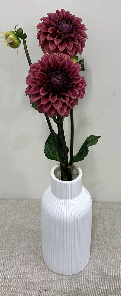 RM Smoke Show dahlia