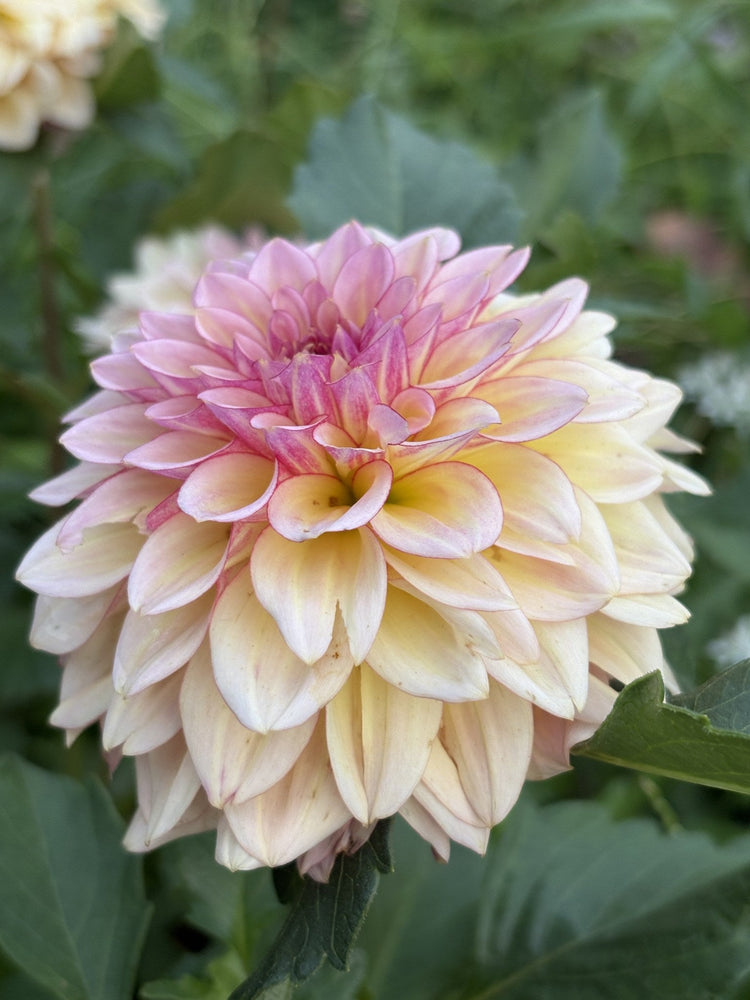 RM Warmth dahlia