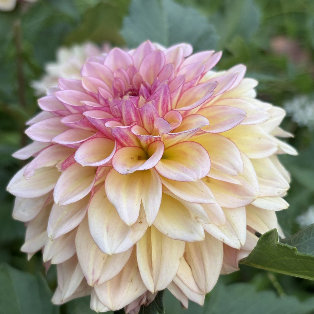RM Warmth dahlia
