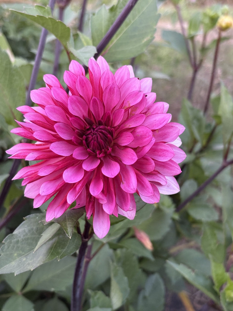 RNX Tana dahlia