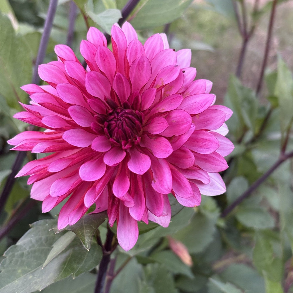 RNX Tana dahlia