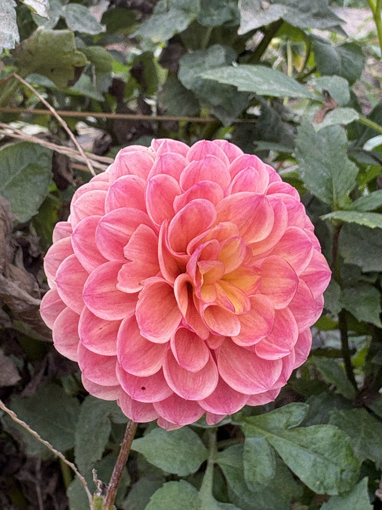 Robinhood dahlia