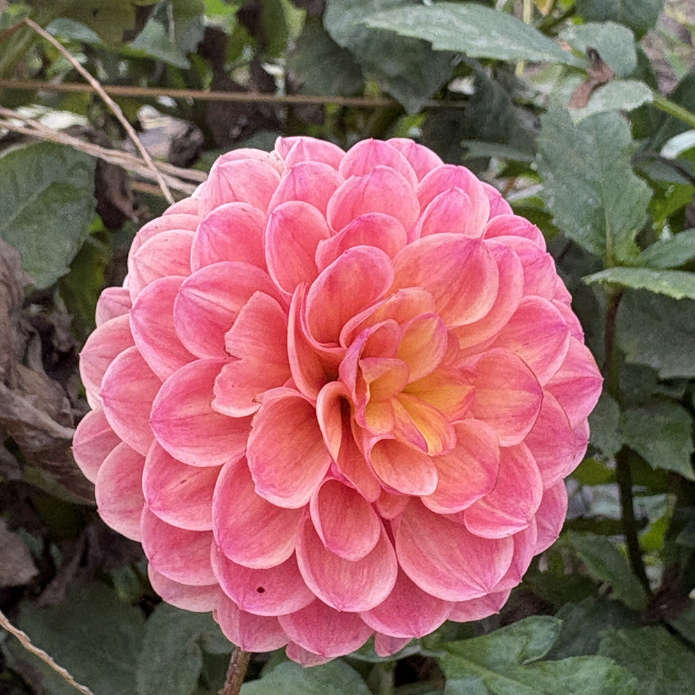 Robinhood dahlia