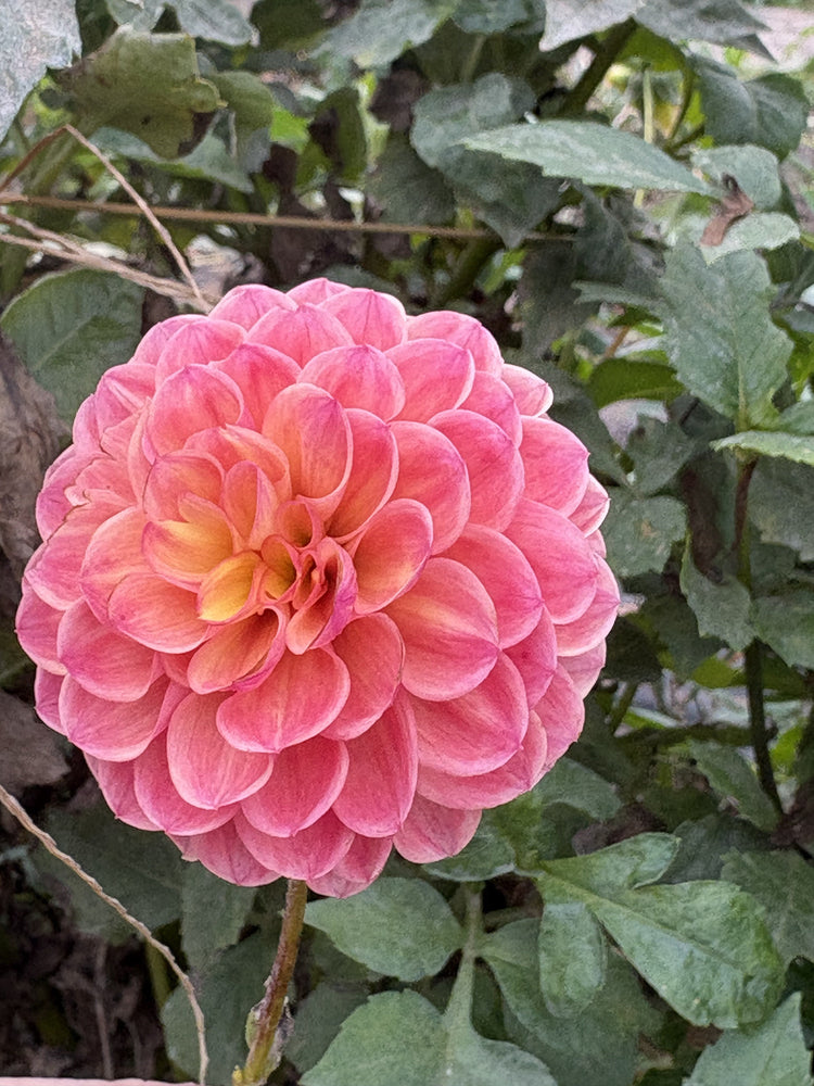 Robinhood dahlia