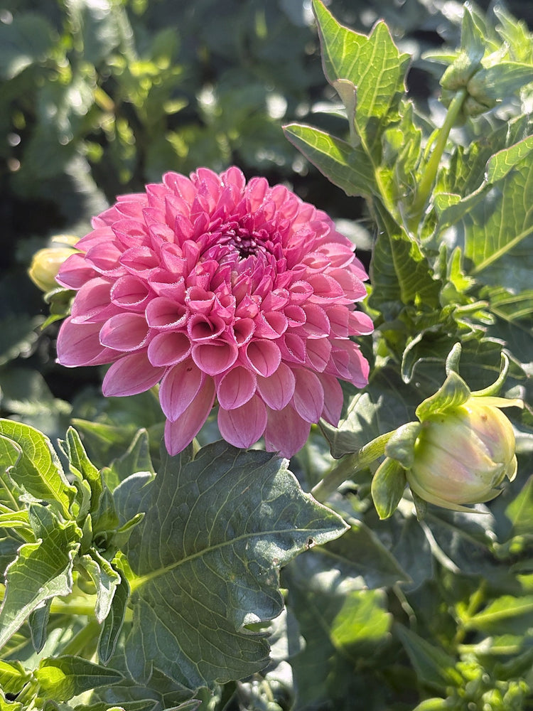Robinhood dahlia