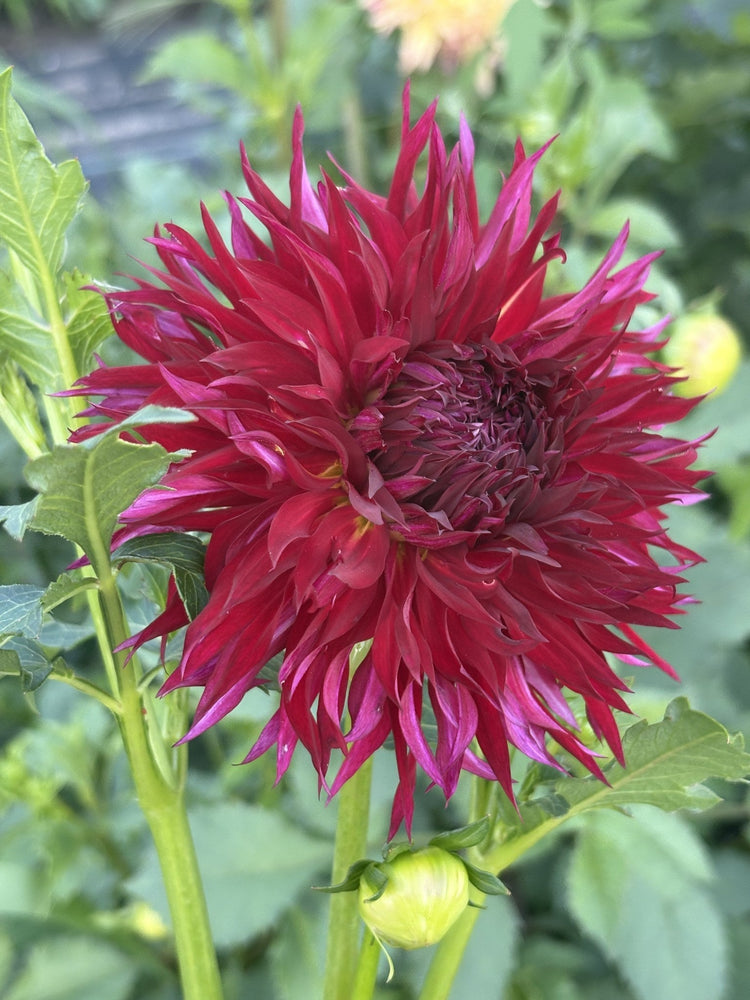 Ron's Dark Ember dahlia