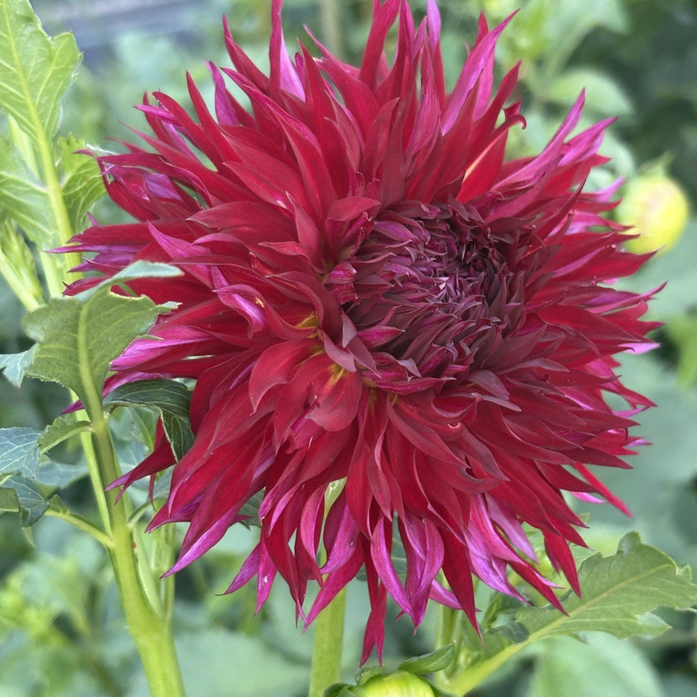 Ron's Dark Ember dahlia