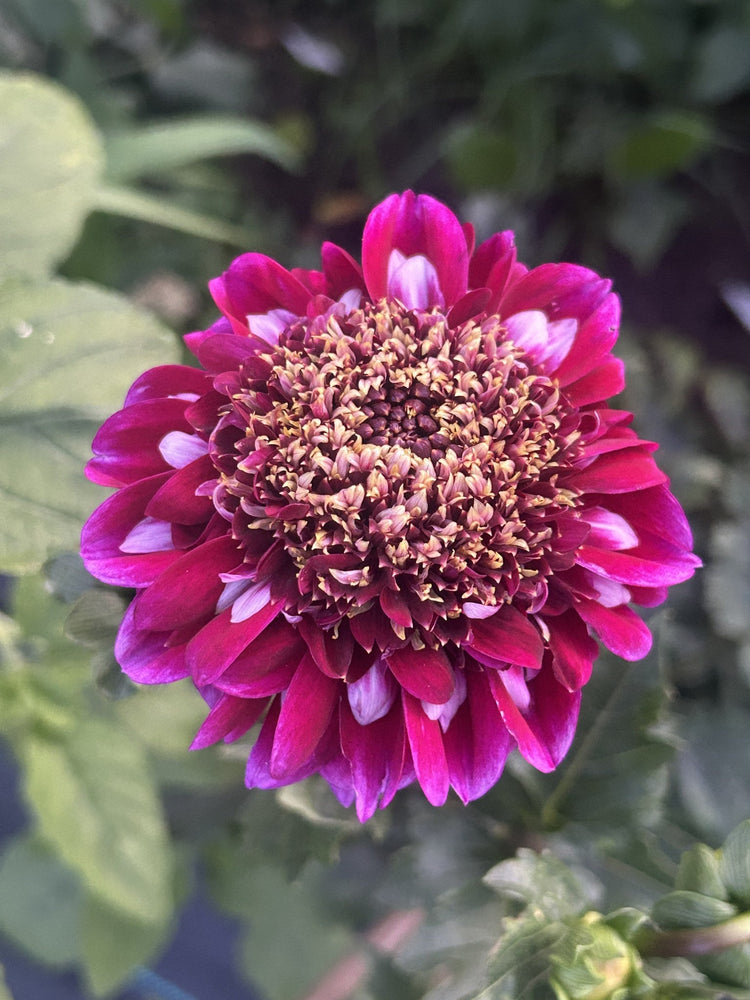 Rosie Raven dahlia