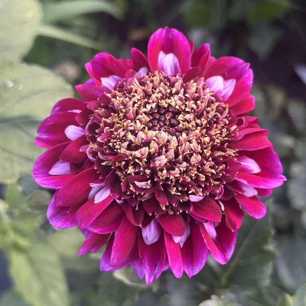Rosie Raven dahlia