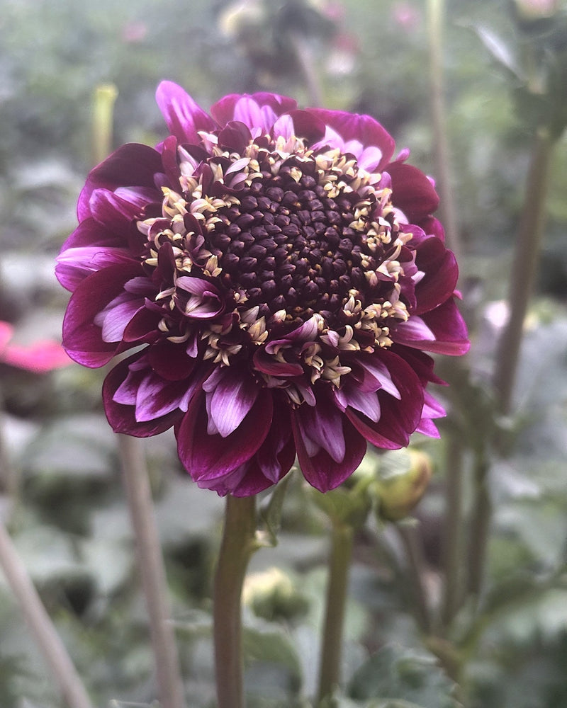 Rosie Raven dahlia