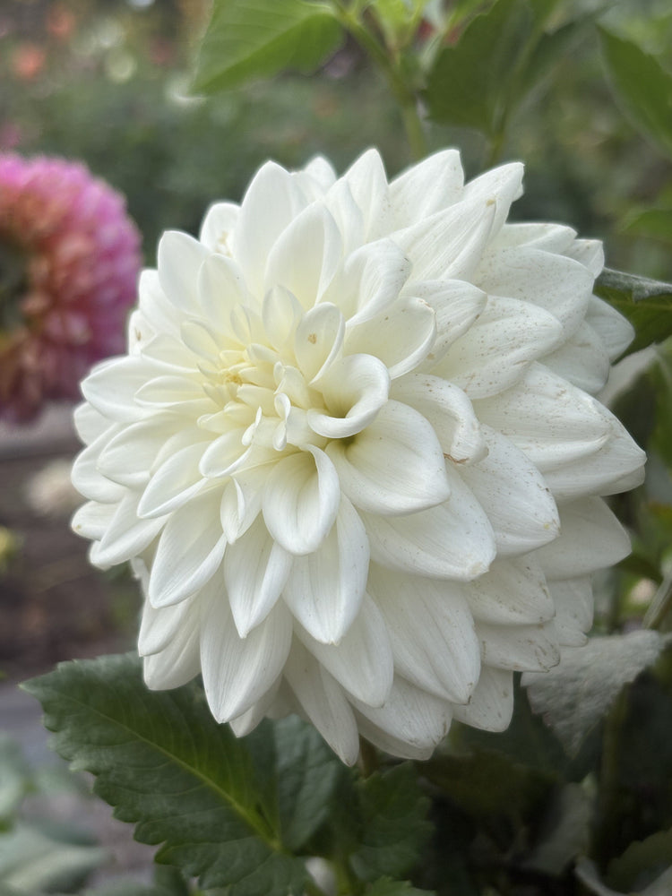 Salish Snow Day dahlia