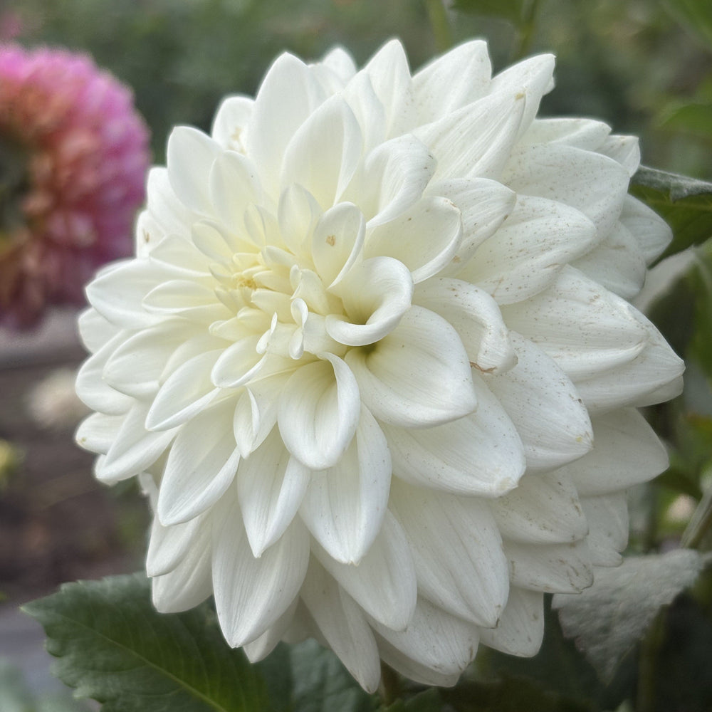 Salish Snow Day dahlia