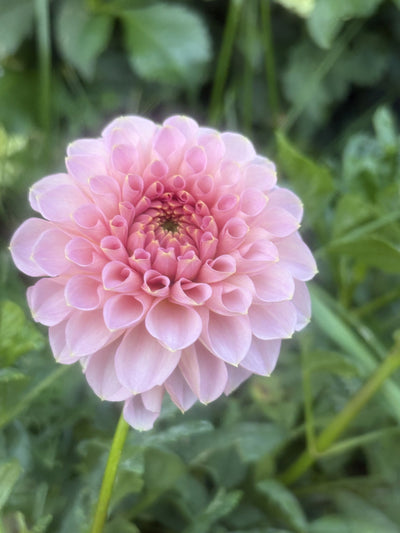 Salmon Joy dahlia