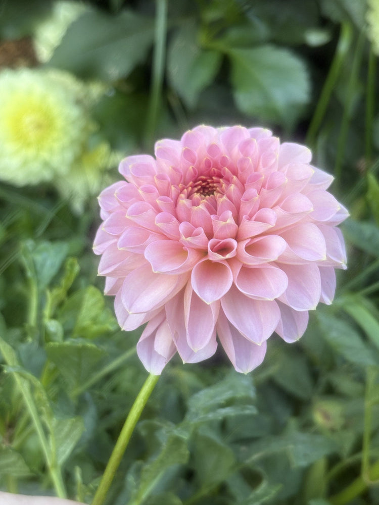 Salmon Joy dahlia