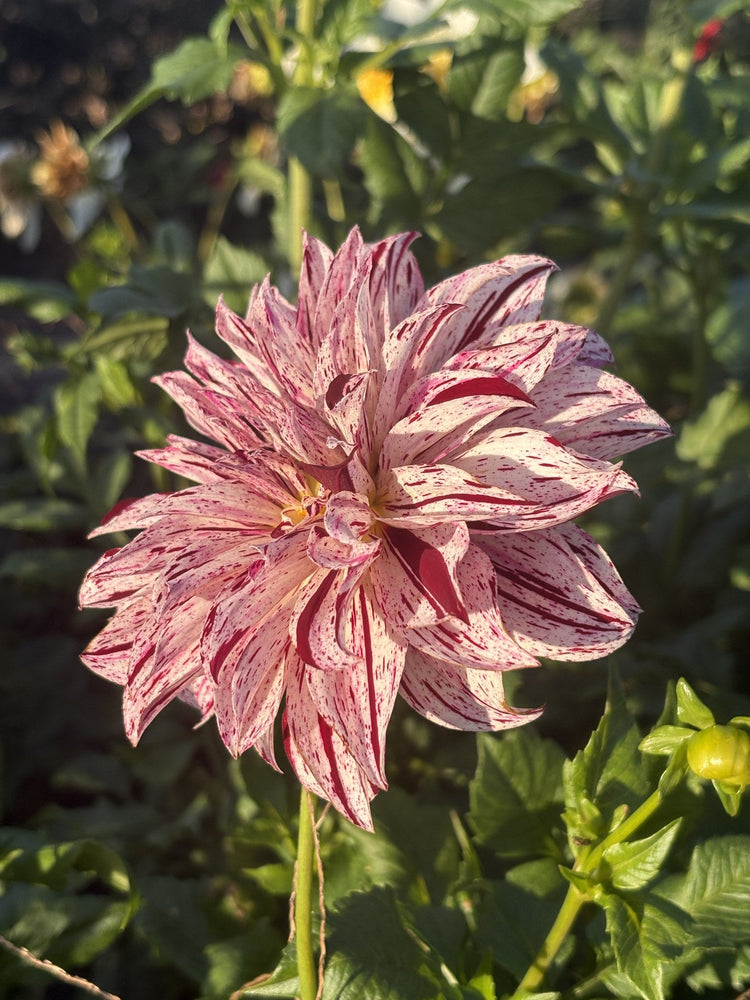 Sandia Boogie dahlia