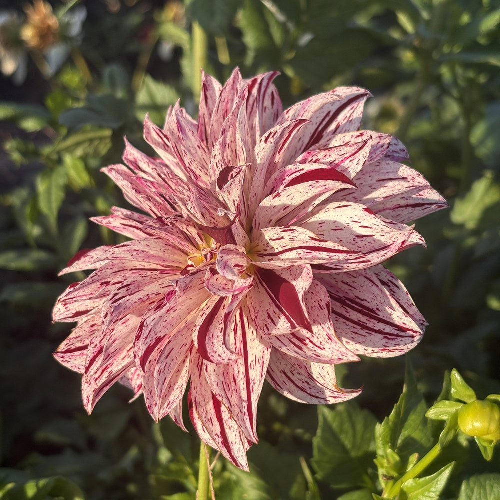 Sandia Boogie dahlia