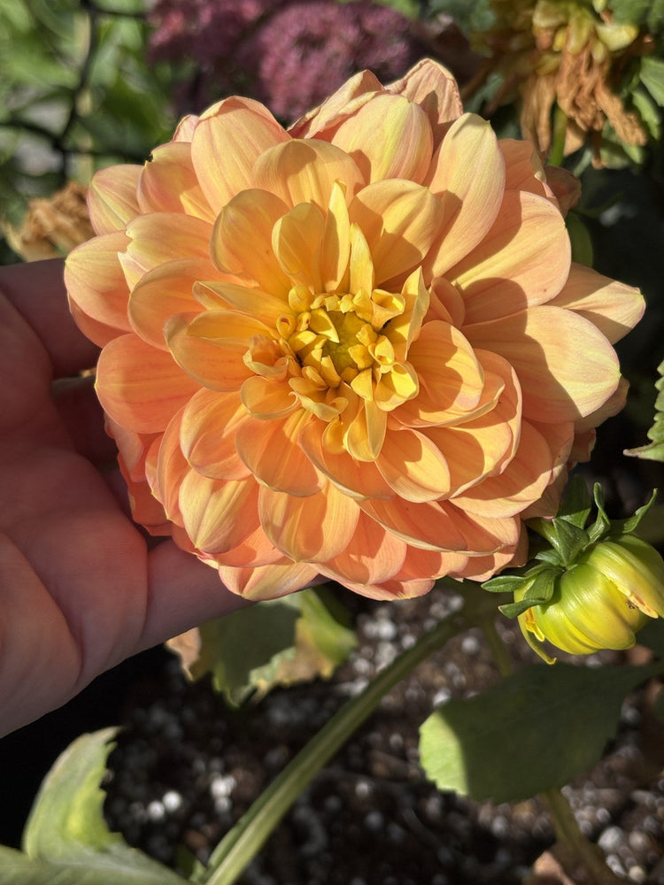 Sandia Gold dahlia