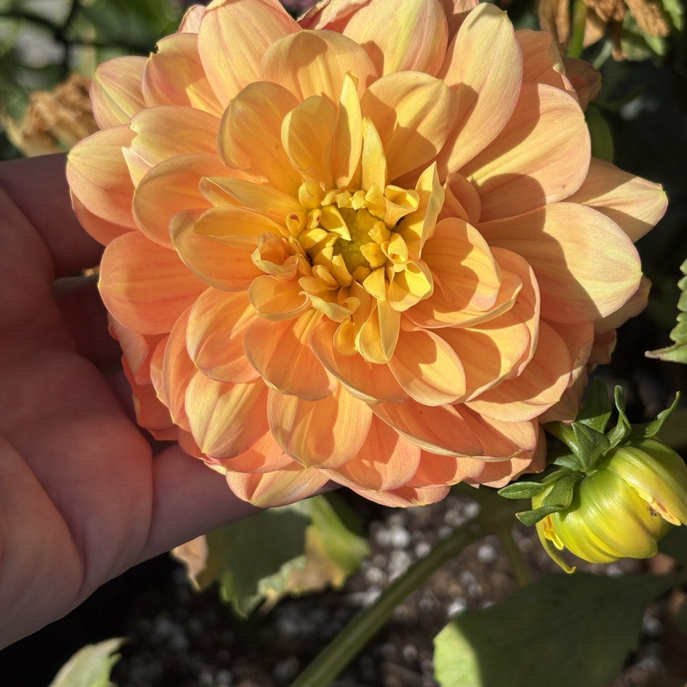 Sandia Gold dahlia